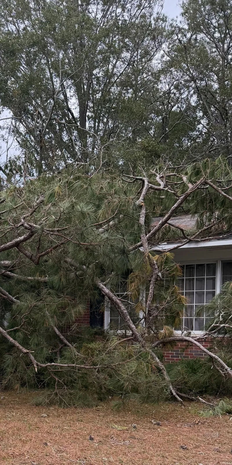 Pine tree fallen onto the front of a brick house